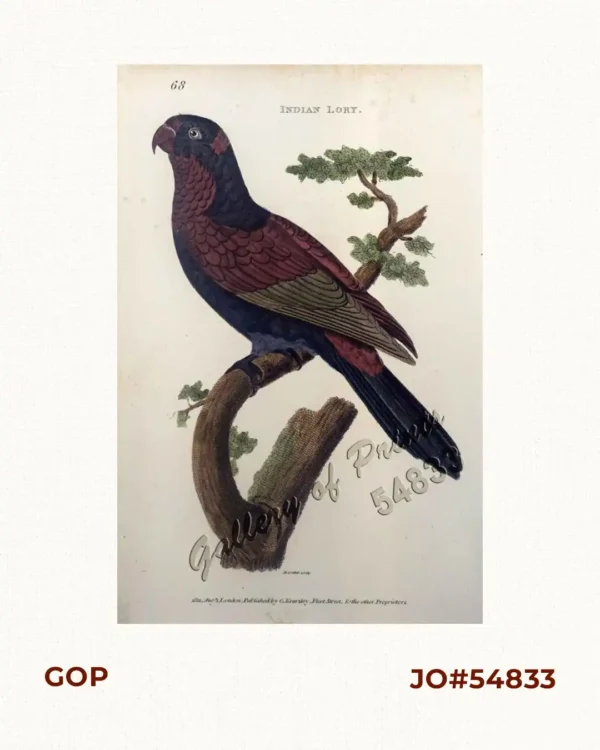Indian Lory