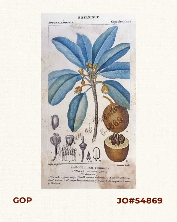 Sapotilleir commun.  Achras sapota (Lin.) ( Common Name: Star Apple) 1. Fleur entière (gross. Nat.) [Whole Flower] 2. Corolle ouverte et étamines [Open corolla and stamens] 3. Etamine isolée [Isolated stamen] 4. Pistil 5. Fruit 6. Id. Coupe horizontalement [Cut horizontally] 7. Graine [Seed] 8. Id. Coupée en travers [Cut across] 9. Embryo
