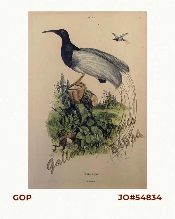 Promerops [Bird of Paradise]