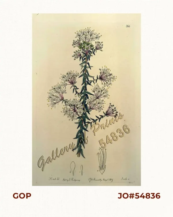 Diosma ciliata. Fringed-leaved Diosma