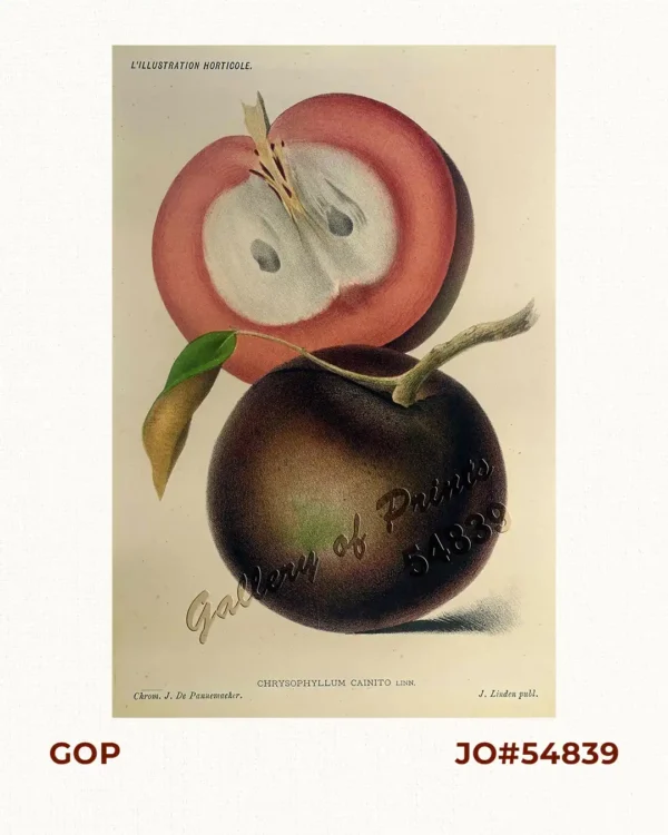 Chrysophyllum Cainito Linn. [Star Apple]