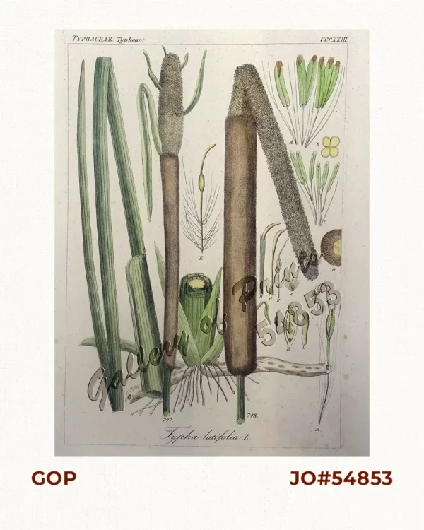 Typha Latifolia [Bulrush]