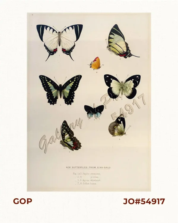 New Butterflies from Kina-Balu Fig. 1&2 Papilio stratiotes. 3, 4 procles 5, 6 Appias whiteheadi. 7, 8 Sithon kiana.