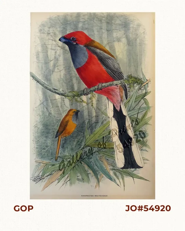 Harpactes Whiteheadi [Whitehead's Trogon]