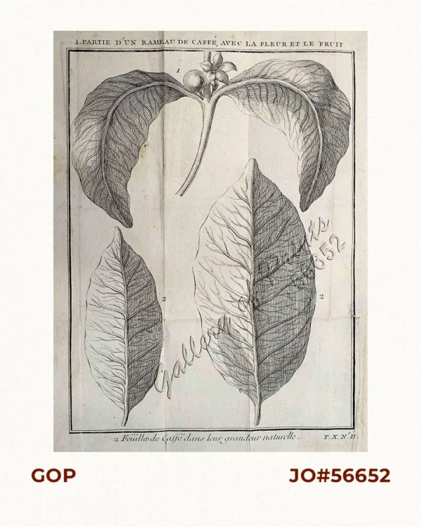 1. Partie d'un Rameau de Caffé, avec la Fleur et le Fruit 2. Feuille de Caffe dans leur grandeur naturelle.