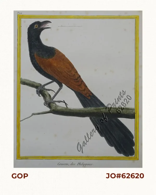 Coucou, des Philippines [Philippine Coucal] [Sabukot/ Tsabukot] [Centropus Viridis]