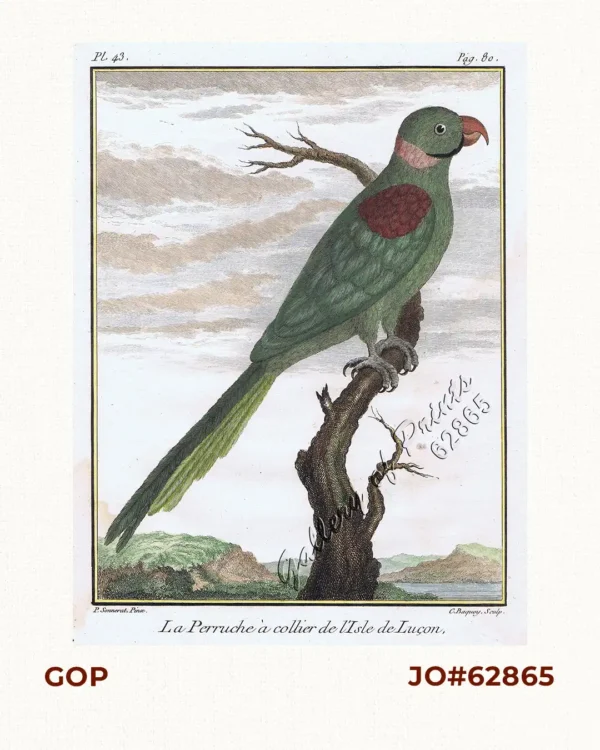 La Perruche à collier de l'Isle de Luçon [Necklace Parrot of  Luzon Island]