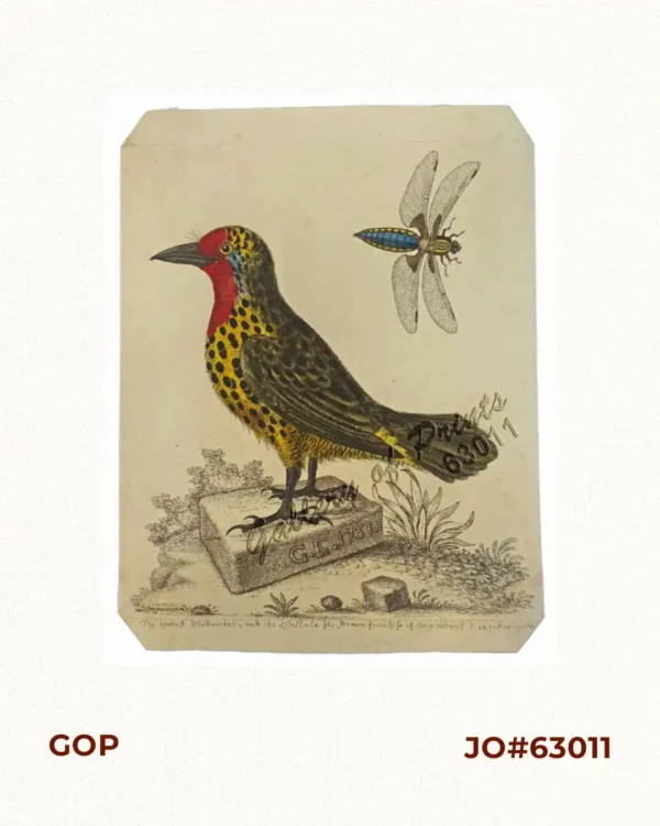 The spotted Woodpecker, and the Libellula fly,  Drawn from life of their natural size