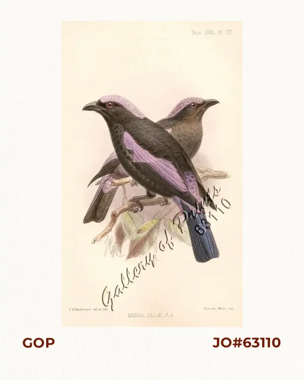 Irena Ellae, [male], [female]. [Philippine Fairy-blue Bird]