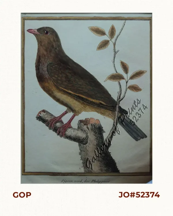 Pigeon verd, des Philippines [Pink-Necked Green Pigeon] [Punay] [Treron Vernans]