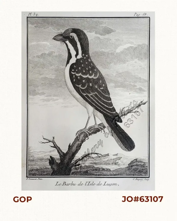 Le Barbu de l'Isle de Luçon.  [Luzon Island Barbet]  [Coppersmith Barbet] [Tuktuk/ Pukpuk]  [Megalaima Haemacephala]