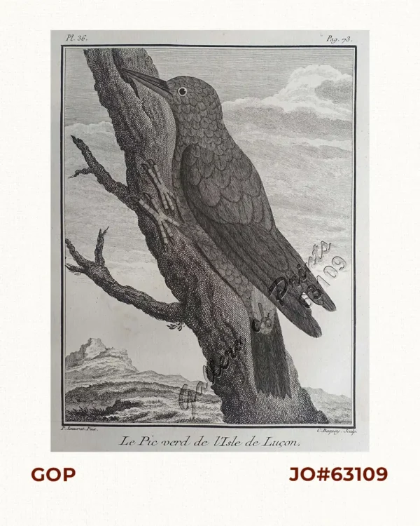 Le Pic verd de l'Isle de Luçon. [The Green Woodpecker in the Island of Luzon]