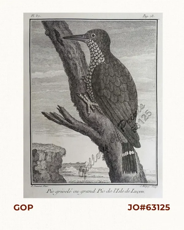 Pic grivelé ou grand Pic de l'Isle de Luçon.  [Philippine Woodpecker]