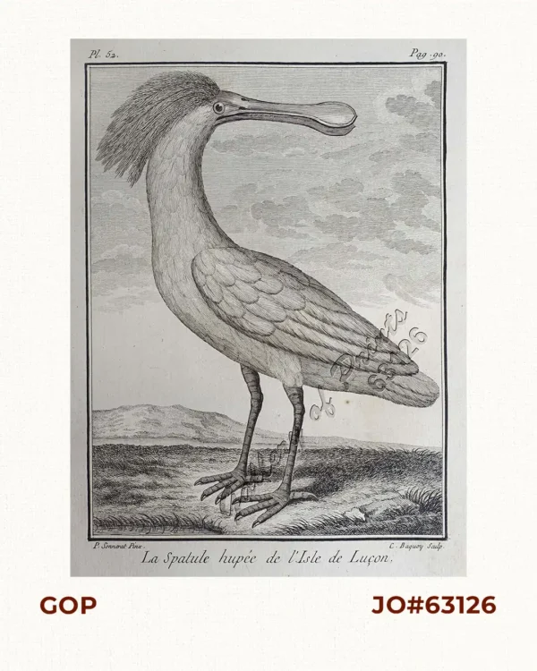 La Spatule hupée de l'Isle de Luçon.  [The crested Spoonbill in the Island of Luzon]