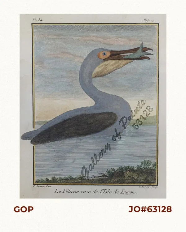 Le Pélican rose de l'Isle de Luçon.  [The rose-coloured pelican in the Island of Luzon]