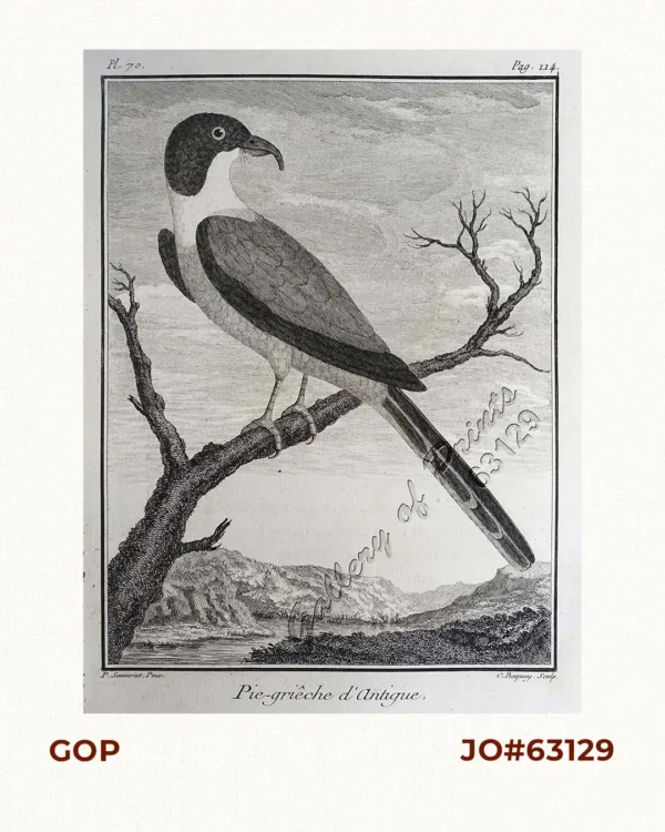 Pie-griêche d'Antigue. [Antique Shrike]