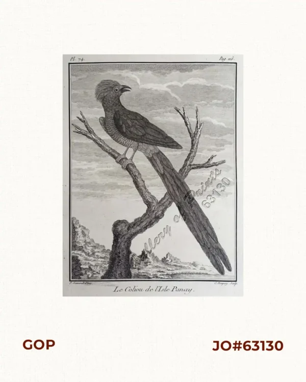 Le Coliou de l'Isle Panay.  [The mousebird in the Island of Panay]