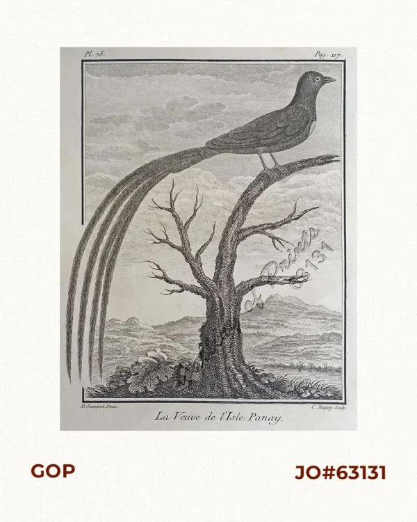 La Veuve de l'Isle Panay.  [The Black Bunting in the Island of Panay]  [Panayan Bunting]