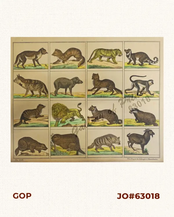 [various animals] [Monkey, Striped Hyena, Lion, Tiger, …]