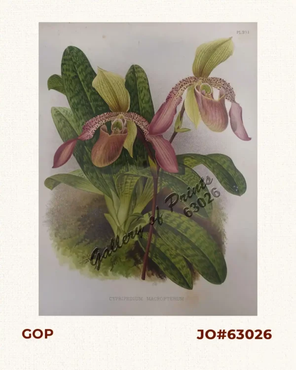 Cypripedium Macropterum [Lady's Slipper Orchid]