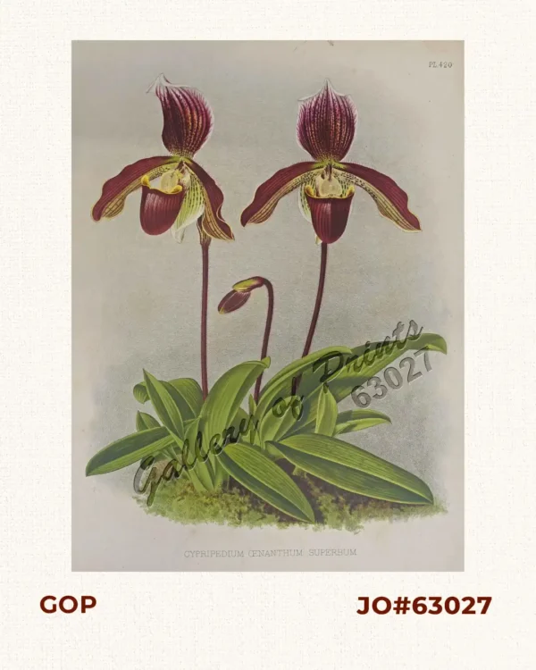 Cypripedium Oenanthum Superbum. [Lady's Slipper Orchid]