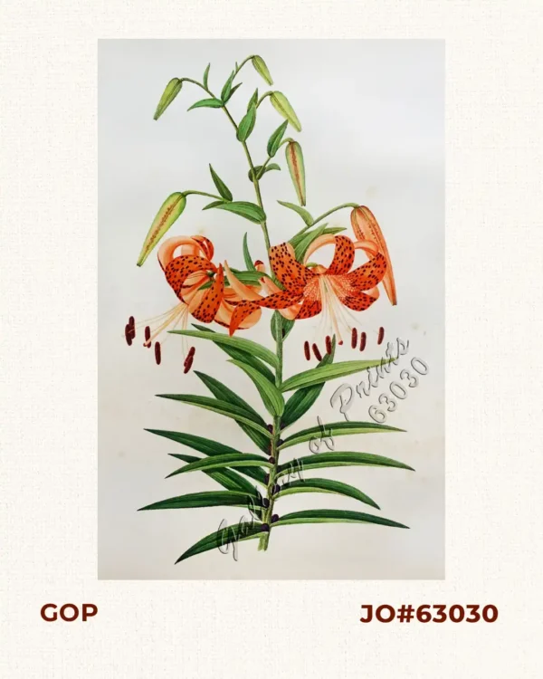[Tiger Lily]
