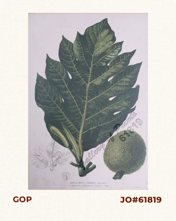 Artocarpus Camansi: - Blanco. Soccus Lanosus: - Rumph. - Miq. [Local Name: Breadnut / Jackfruit]