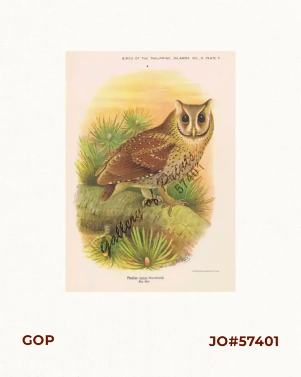 Phodilus badius [Bay Owl]
