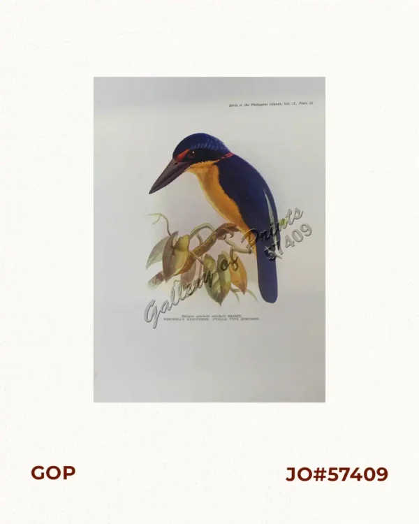 Halcyon winchelli winchelli [Winchell's Kingfisher (female type specimen)]