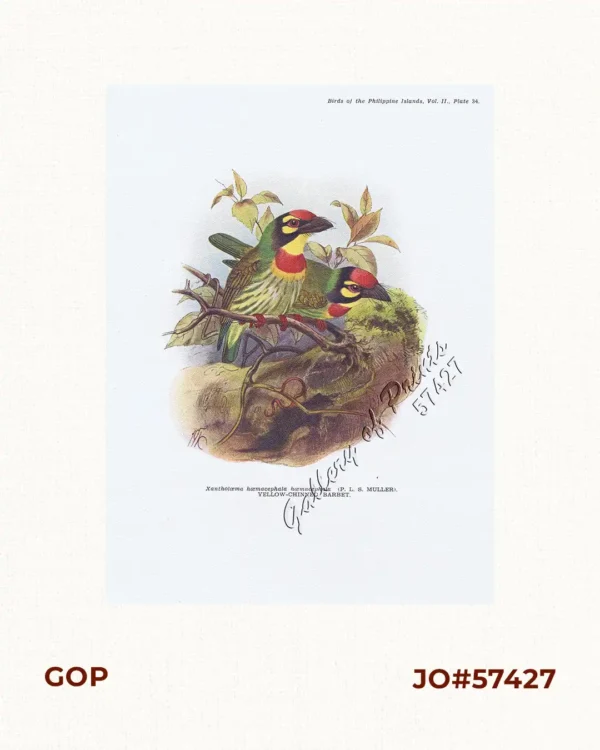 Xantholæma hæmacephala hæmacephala [Yellow-chinned Barbet]