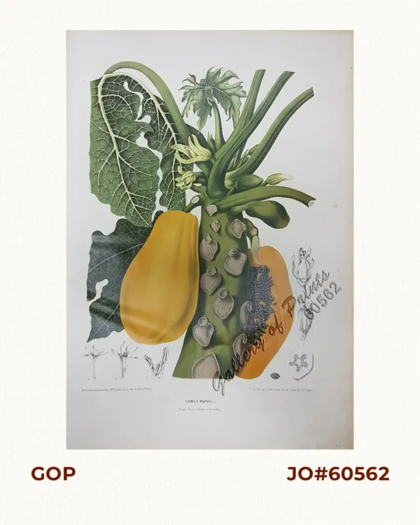 Carica Papaya. L. [English: Papaw Tree   Local Name: Papaya]