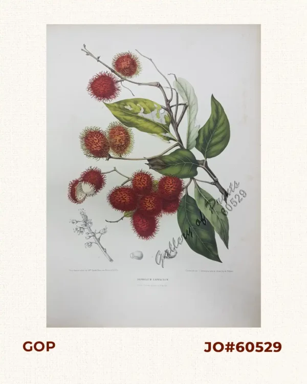 Nephelium Lappaceum. L. [Local Name: Rambutan]
