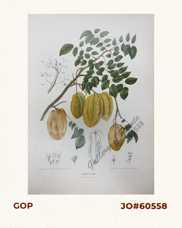 Averrhoa Bilimbi. L. [English: Starfruit  Local Name: Balimbing] [Other Name: Carambola]