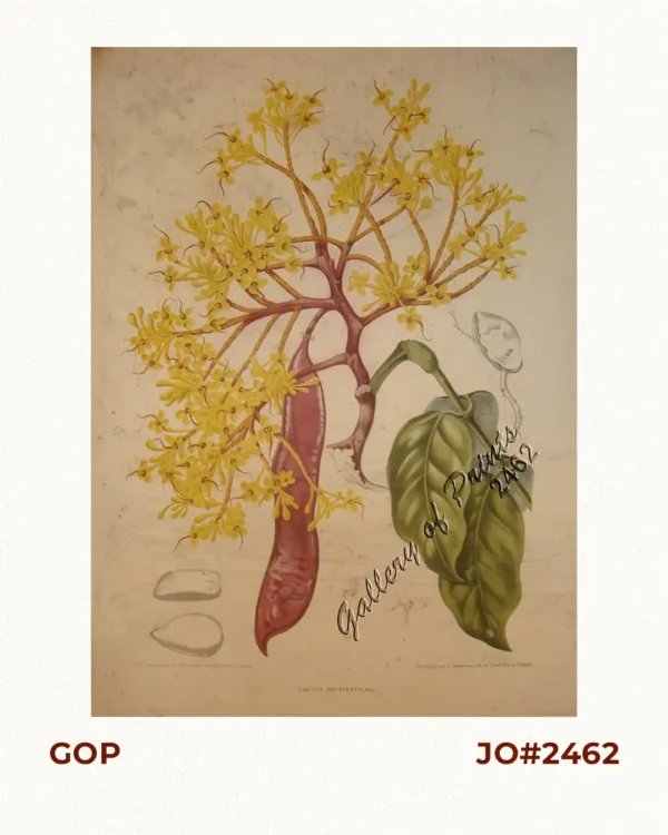 Saraca Declinata. Mig. [English: Saracca]