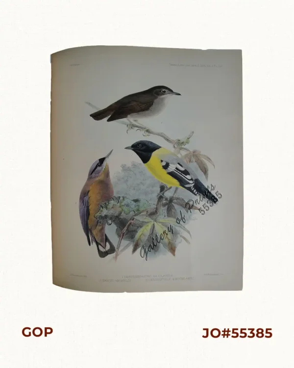 1) Dendrobiastes Basilanica, 2) Parus Amabilis, 3) Dendrophila Oenochlamys. (1. Little-Slaty Flycatcher) (2. Palawan Titmouse) (3.Velvet-Fronted Nuthatch)