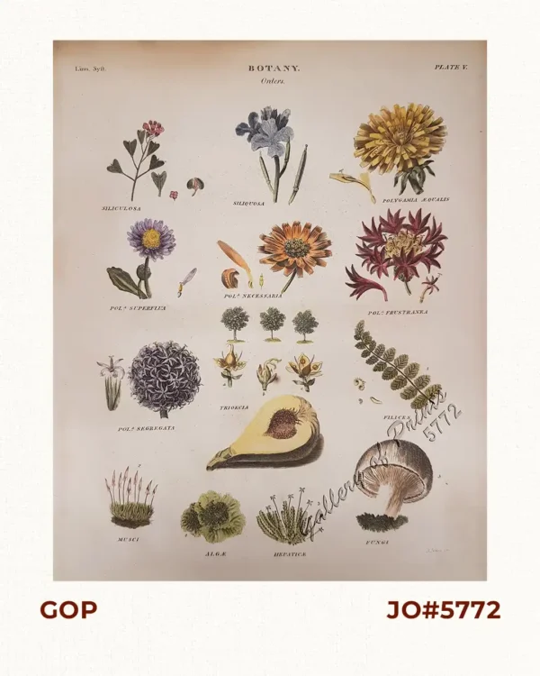 Orders 1. Siliculosa; 2. Siliquosa; 3. Polygamia Æqualis; 4. Polª Superflua; 5. Polª Necessaria; 6. Polª Frustranea; 7. Polª Segregata; 8. Trioecia; 9. Filices; 10. Musci; 11. Algæ; 12. Hepaticæ; 13. Fungi