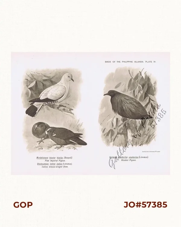 1) Myristicivora bicolor bicolor [Pied Imperial Pigeon]. 2) Chalcophaps indica indica [Indian bronze-winged Dove]. 3) Calænas nicobarica nicobarica [Nicobar Pigeon]