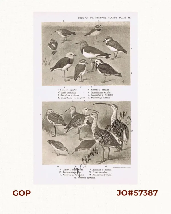 1) Erolia m. ruficollis. 2) Erolia temminckii. 3) Charadrius d. dubius. 4) Cirrepidesmus m. mongolus. 5) Arenaria I. Interpres. 6) Cirrepidesmus veredus. 7) Leucopolius a. dealbatus. 8) Microsarcops cinereus. 9) Limosa l. melanuroides. 10) Mesoscolopax minuta. 11) Numenius p. variegatus. 12) Numenius a. lineatus. 13) Tringa ocrophus. 14) Heteroscelus brevipes. 15) Numenius cyanopus.