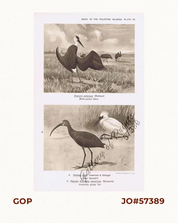 1) Dissoura episcopus [White-necked stork]. 2) A. Platalea minor [Lesser Spoonbill]. B. Plegadis falcinellus peregrinus [Australian glossy Ibis]