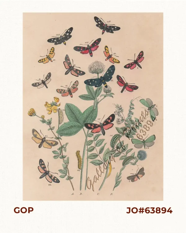 Zygænidæ - Syntomidæ. Fig. 1.  Aglaope Infausta. Fig. 2, a,b.  Ino Globulariæ. Fig. 3.  Ino Statices. Fig. 4, a, b.  Zygæna Minos. Fig. 5.  Zygæna Scabiosæ. Fig. 6.  Zygæna Achilleæ. Fig. 7, a, b, c.  Zygæna Loniceræ. Fig. 8.  Zygæna Trifolii. Fig. 9.  Zygæna Meliloti. Fig. 10, a, b.  Zygæna Filipendulæ. Fig. 11, a.  Zygæna Ephialtes, variety Coronillæ. Fig. 11, b.  Zygæna Ephialtes (type). Fig. 11, c.  Zygæna Ephialtes, variety Peucedani. Fig. 12.  Zygæna Carniolica. Fig. 13.  Zygæna Fausta. Fig. 14.  Zygæna Læta. Fig. 15.  Syntomis Phegea. A. Common Bird's-foot Trefoil. [Lotus Corniculatus.]. B. Mountain Trefoil. [Trifolium Montanum.]. C. Bush Vetch. [Vicia Sepium.]. D. [Globularia Vulgaris.]