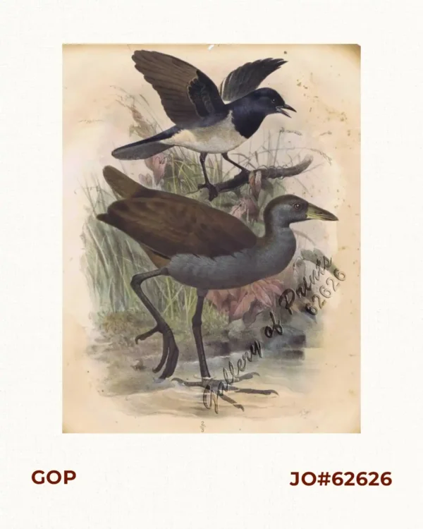 1) Copsychus Mindanensis [Magpie Robin]; 2) Amaurornis Olivacea [Swamp Hen]