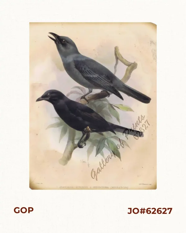 1) Graucalus Striatus [Bar-bellied Cuckoo-shrike]; 2) Volvocivora Caerulescens [Blackish Cuckooshrike]