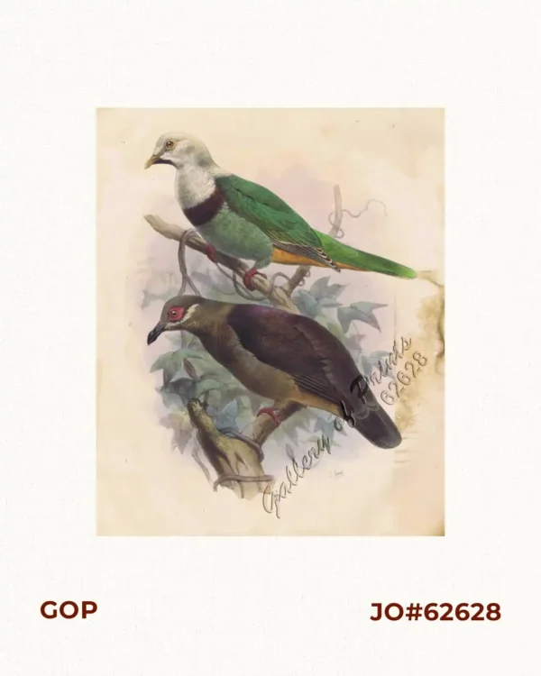 1) Leucotreron Gironieri [Black-Chinned Fruit Dove]; 2) Phapitreron Amethystina [Amethyst Brown Fruit Dove]