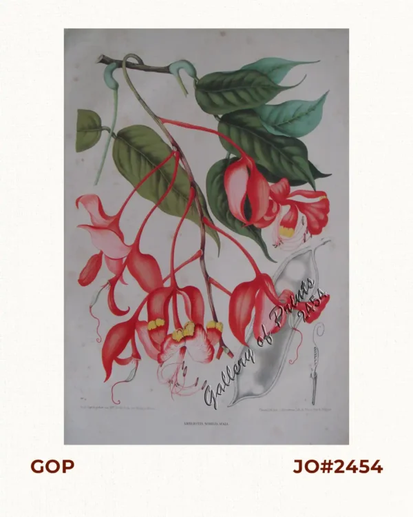 Amherstia Nobilis  [Pride of Burma or Orchid Tree, (Fabaceae family)] [Local Name: Queen of Flowering Trees]