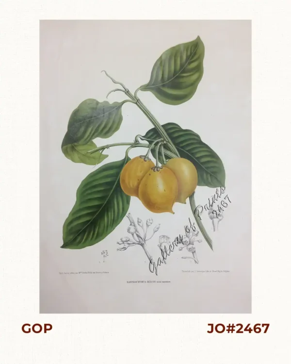 Xanthochymus Dulcis. Roxb. [English: Gourka ] [Baniti (Tagalog) [bagalot (Bisaya)] [buneg(Ilocano)] [Thailand: Maphut] [Malaysia/Indonesia: Mundu] [India:Goraka]