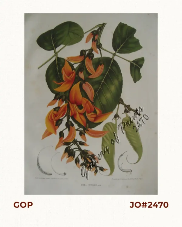 Butea Frondosa. Roxb. [Flame of the Forest, ( Fabaceae family)] Synonym of Butea monosperma (Lam.) Taub.