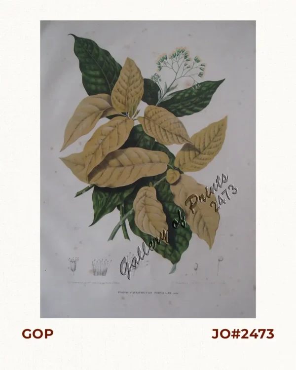 Pisonia Sylvestris. T. et B. Pisonia Alba. Spink [English: Lettuce Tree.  Tagalog: Maluko] [Named after the Dutch Botanist - Willem Pison]