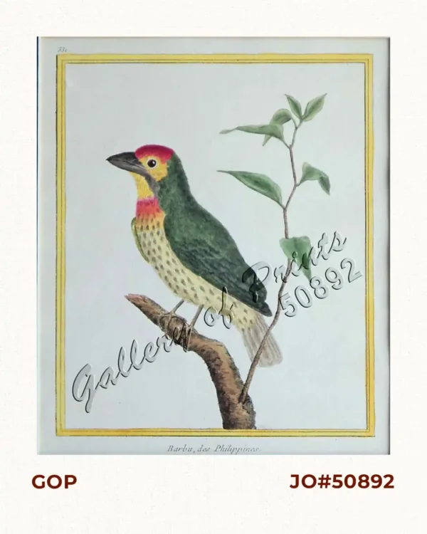 Barbu, des Philippines [Coppersmith Barbet] [Tuktuk/ Pukpuk] [Megalaima Haemacephala]