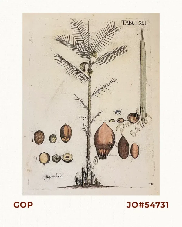 1. Bactris minor, decies imminuta…     [Bactris minor tree]  2. Bactridis majoris drupa, nux, & nucleus volumine naturali.  [Drupe of the Bactris major tree]  3. Palmae Grigri dictae drupa, nux, & drupa transverfim difciffa.  [Drupe of the Palmae Grigri tree]  4. Palmae Corozo fructus, nux, & nucleus.  [Fruit of the Corozo Palm]