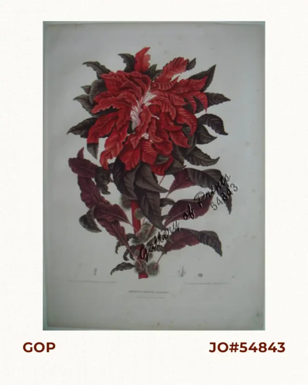 Amarantus Tricolor. L. [English: Joseph's Coat] [Belongs to the Kolitis Family]